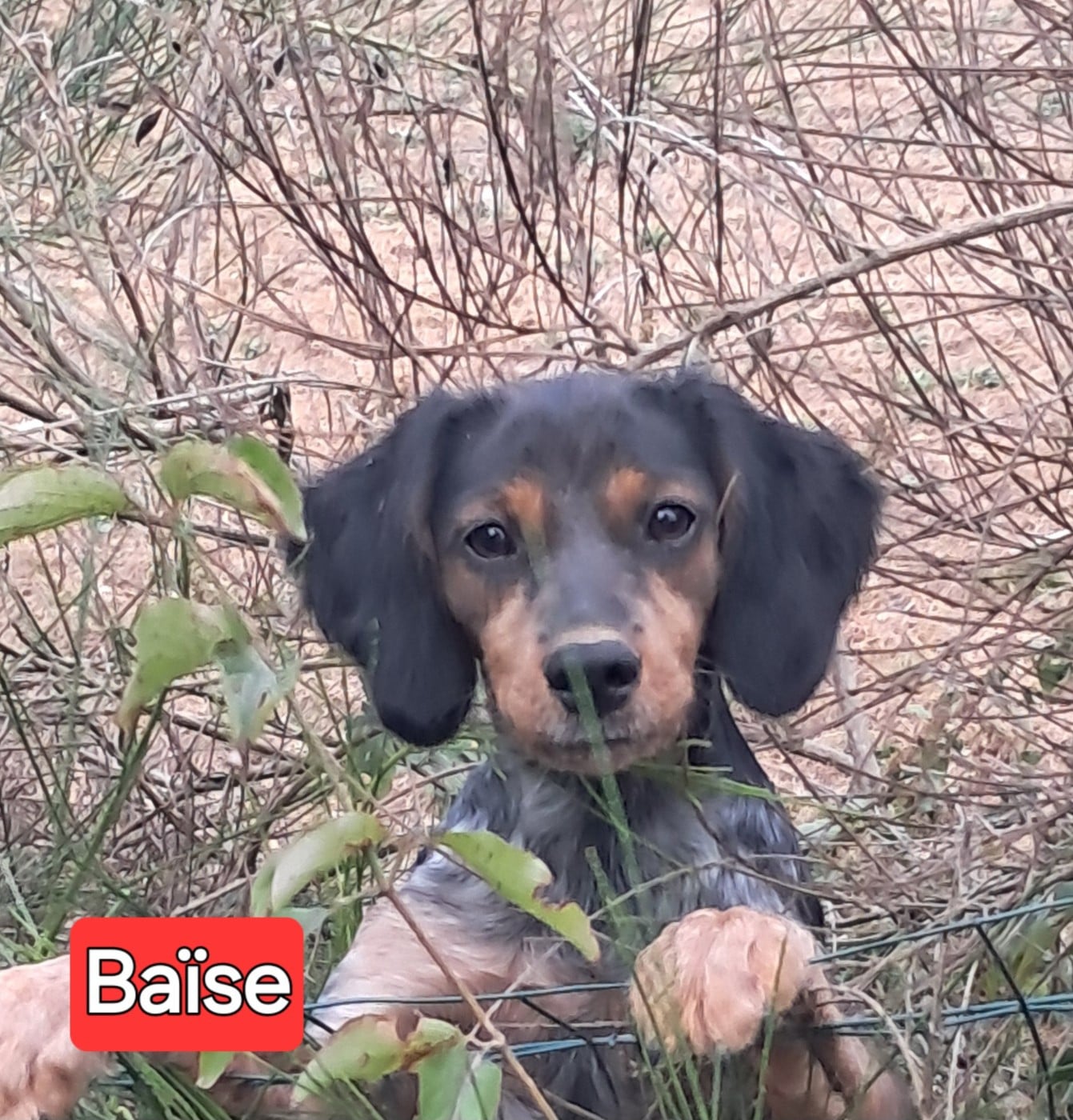 BAÏSE (Sans Affixe)