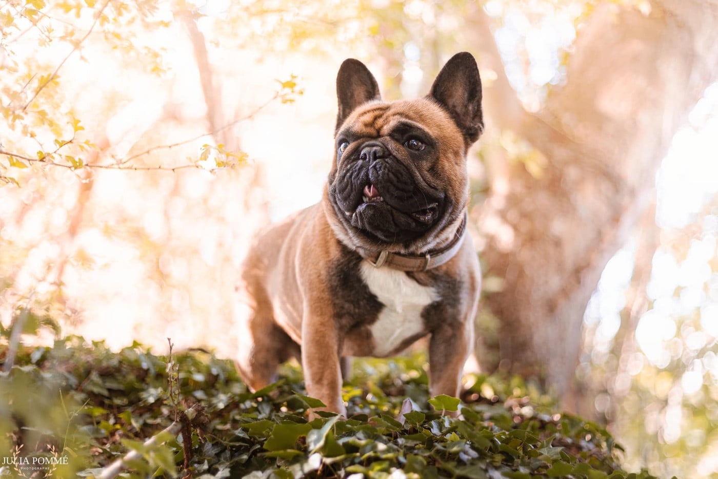 Les Bouledogue français de l'affixe   The Kingdom Of The Little Red Kings