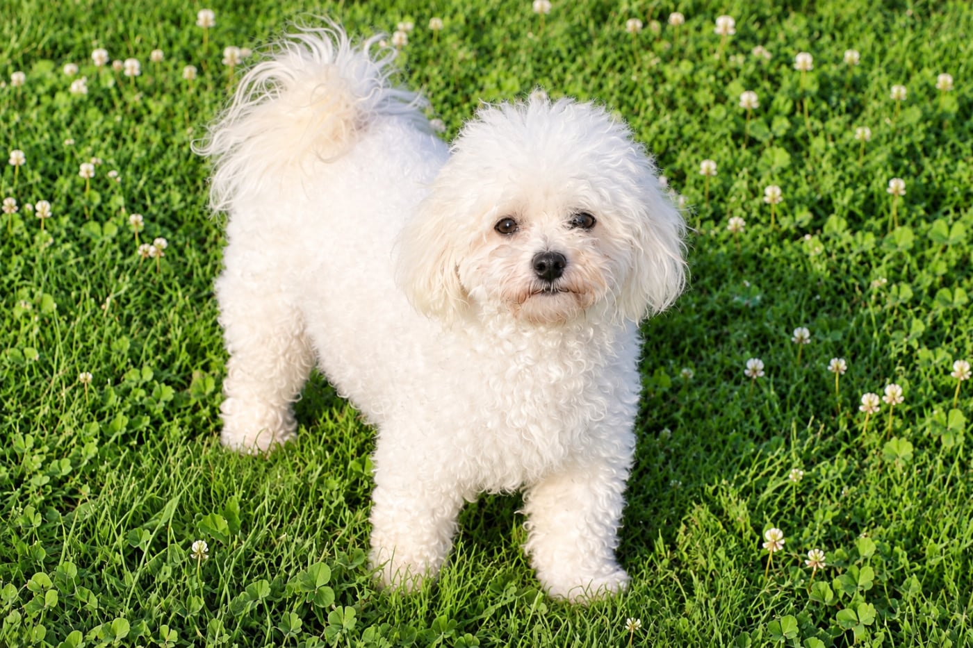 Les Bichon Frise de l'affixe   Du Royaume De Pandess