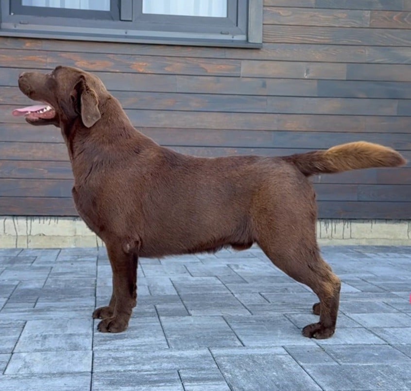 Les Labrador Retriever de l'affixe   Hunting Friend