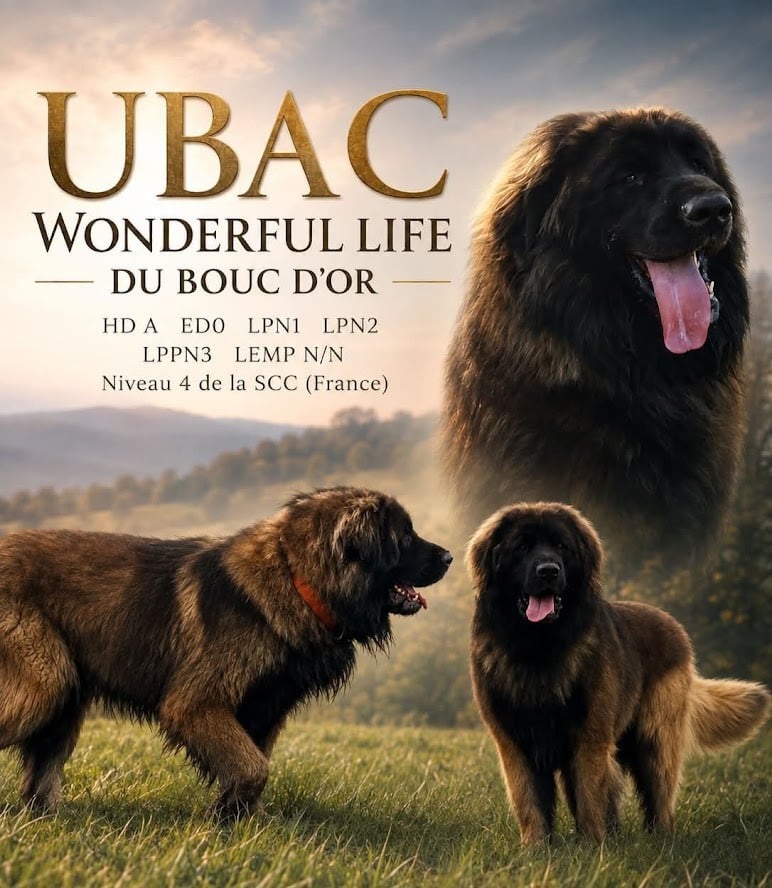 Publication : du Bouc D'Or  Auteur : Mme Leyenberger