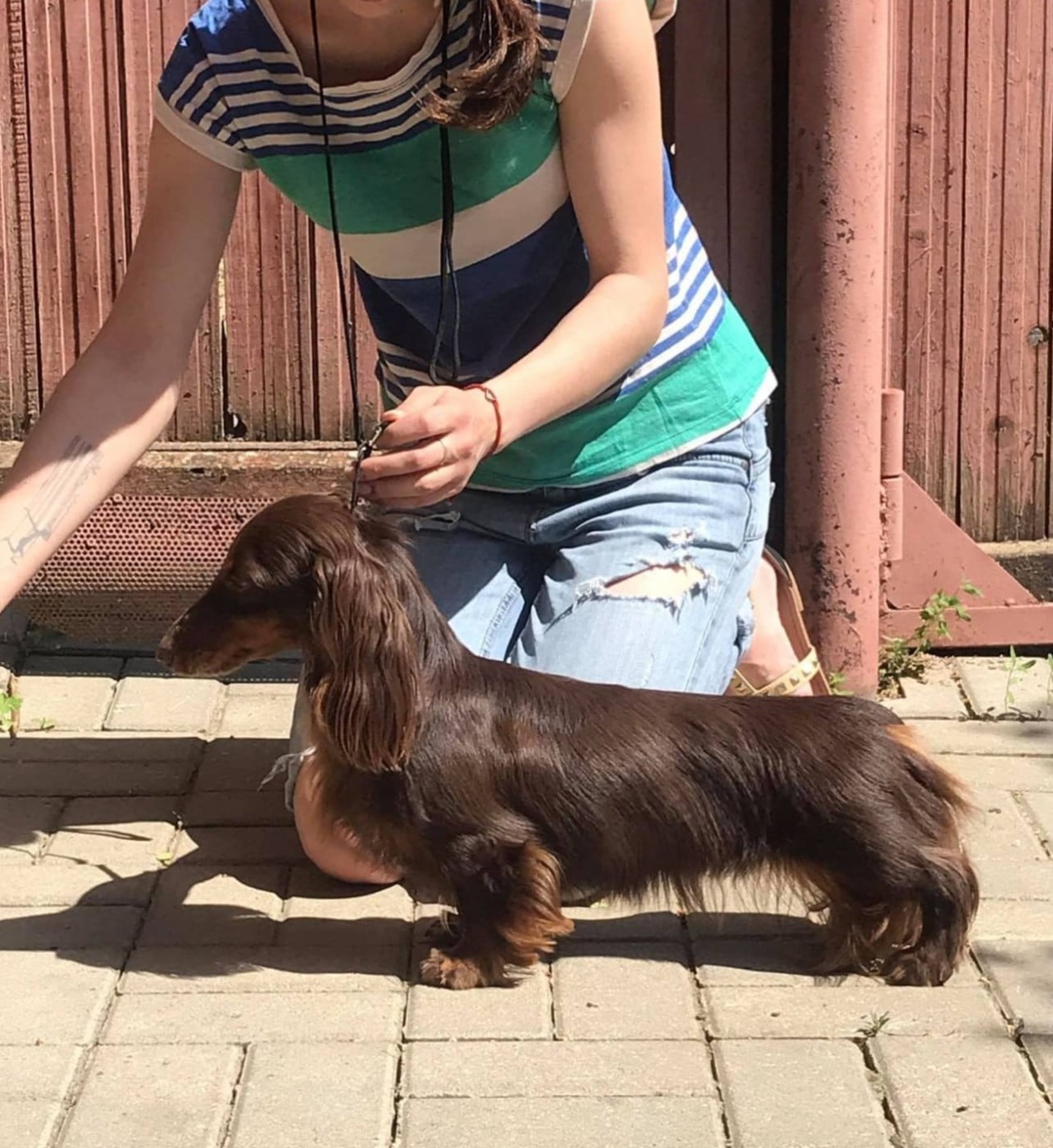 CH. minidogland Caramel