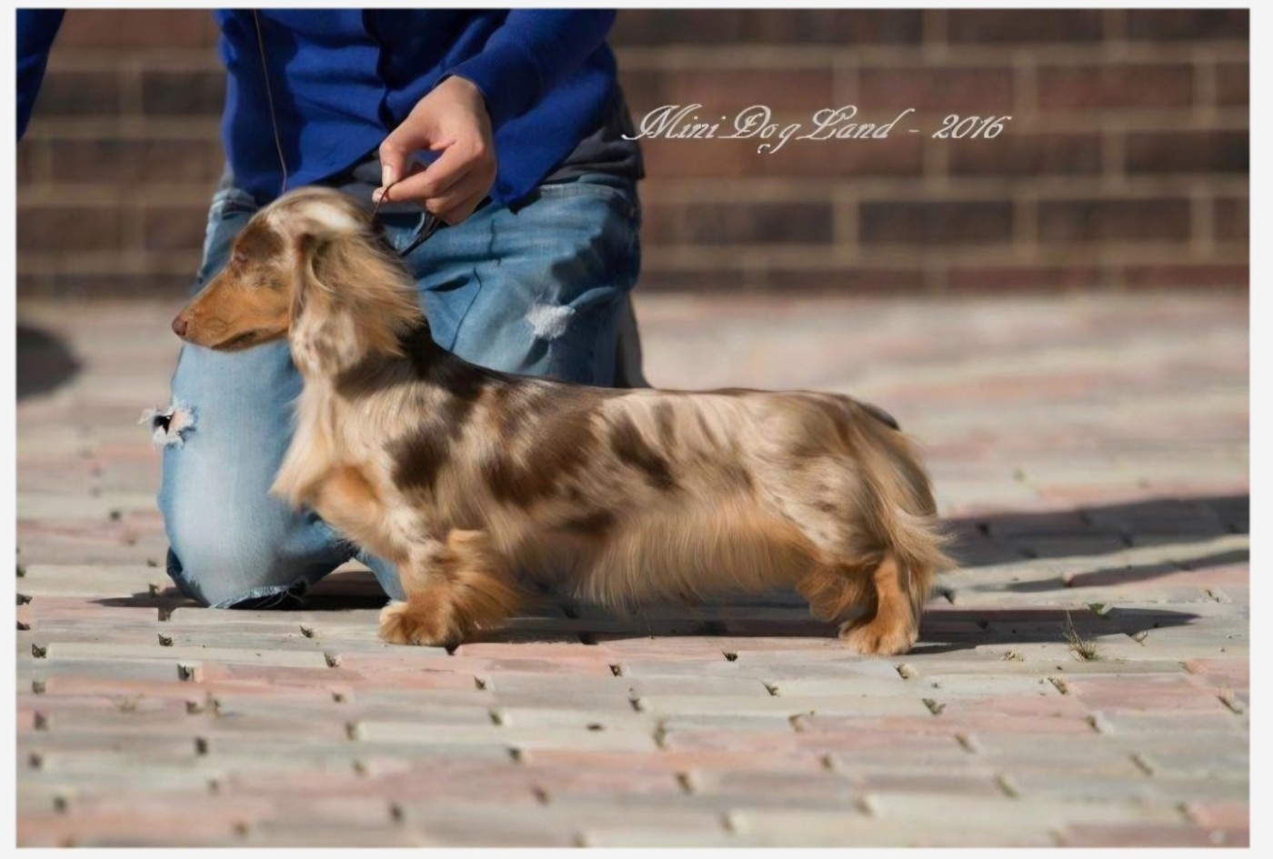 CH. minidogland Raider heart