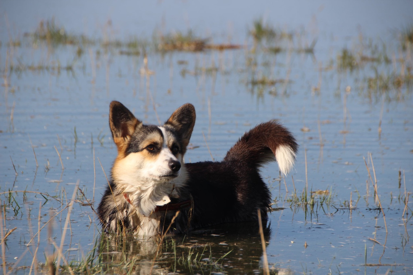 Les Welsh Corgi Pembroke de l'affixe   Des étoiles De La Baie