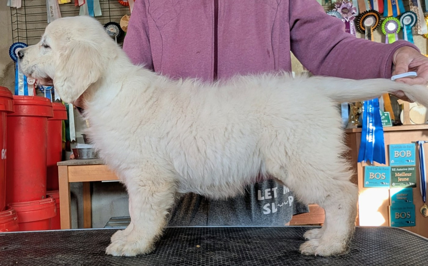 Publication : Des Puppys Goldens Love  