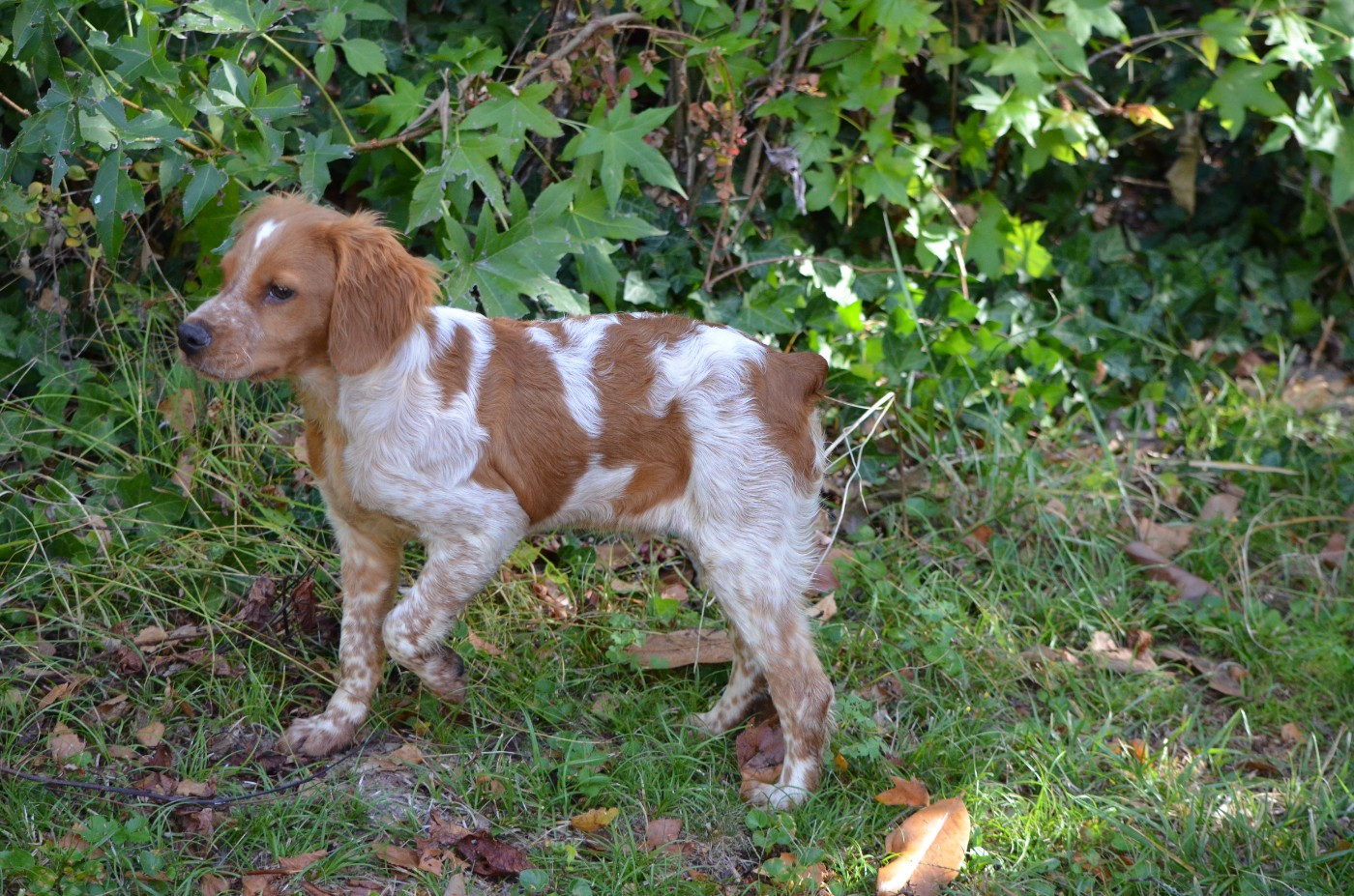 BENNY de Neyanc