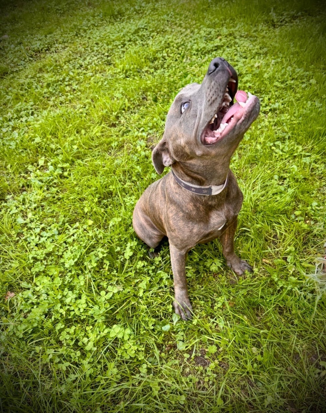 Les Staffordshire Bull Terrier de l'affixe   Du Domaine Des Crocs D'Argent
