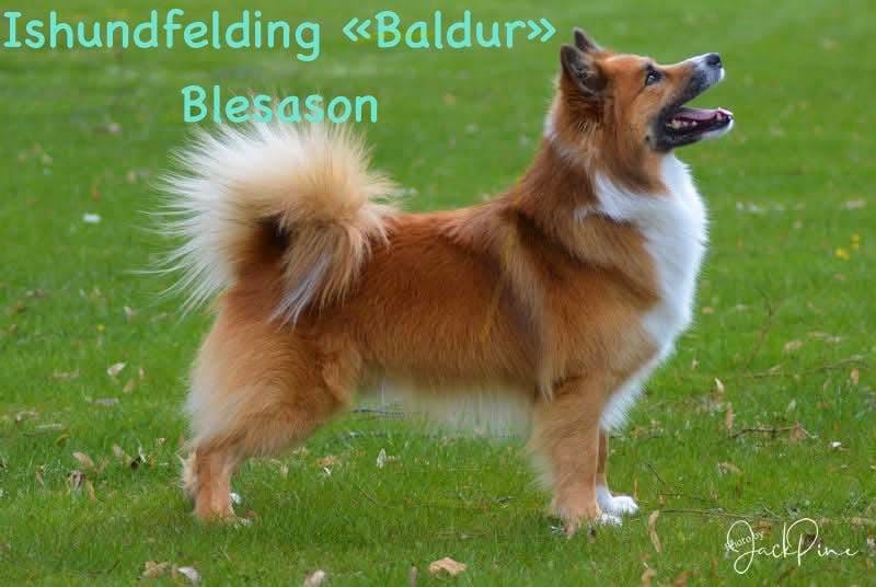CH. ishundfelding Baldur blesason