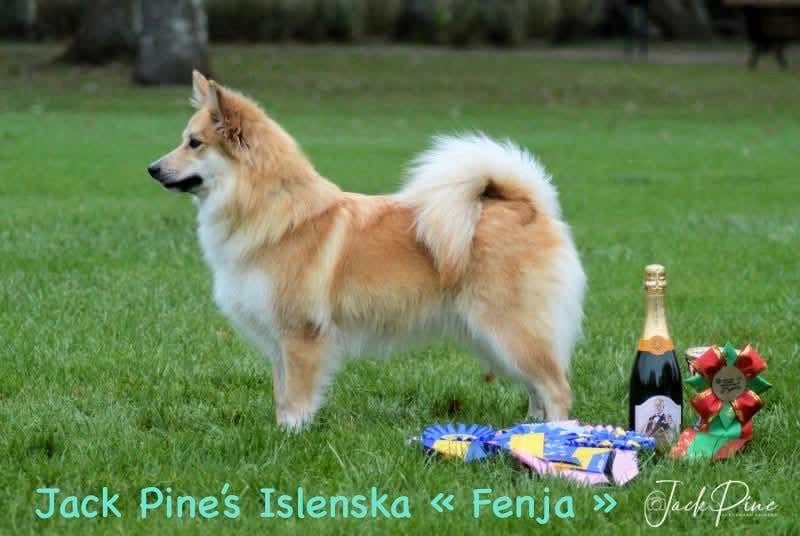 CH. Jack Pine's Islenska Fenja