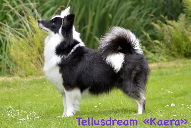 CH. tellusdream Kaera