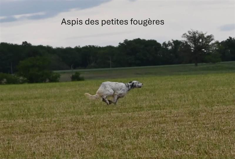 Publication : Des Petites Fougères  