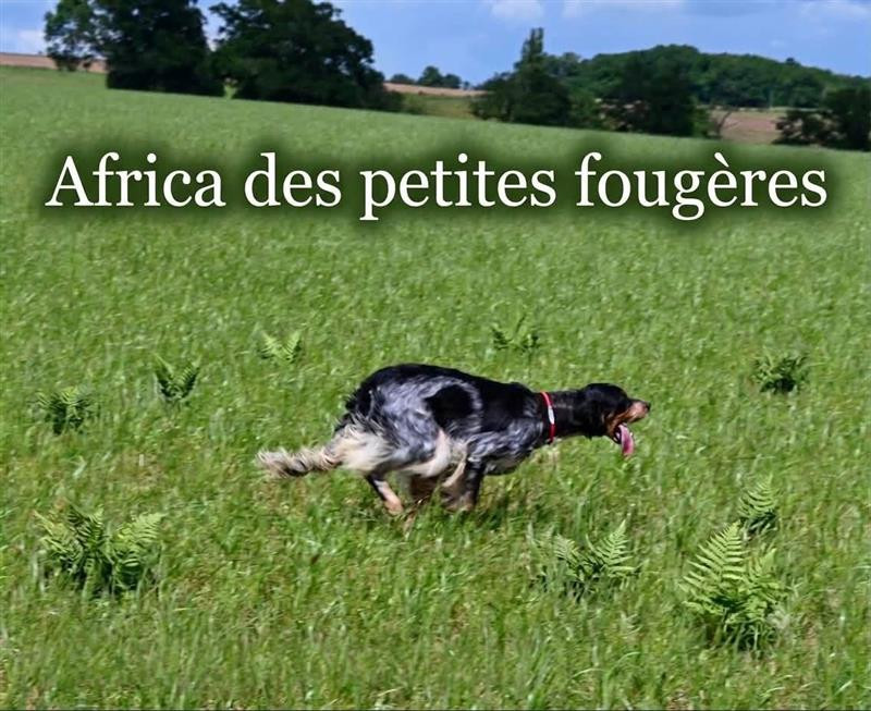 Publication : Des Petites Fougères  