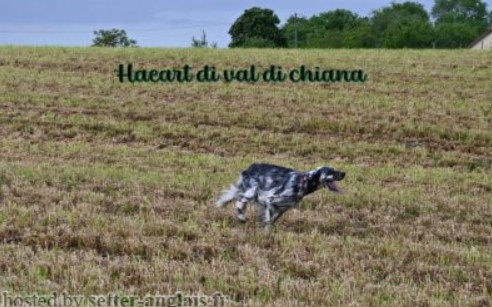 Publication : Des Petites Fougères  