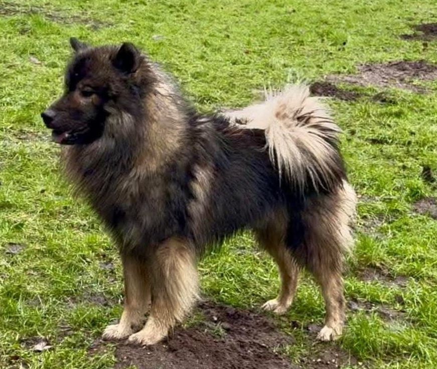 Bonzo Albionspitz E'luc Eurasier