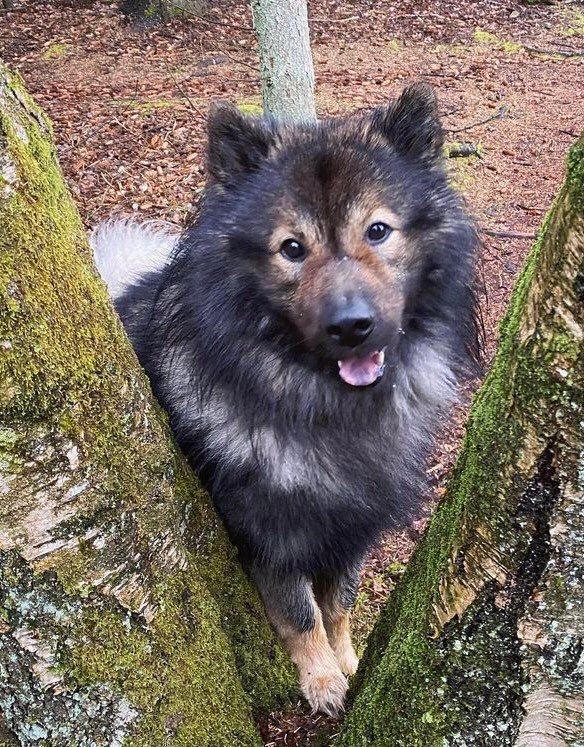 Enzo Carmencanis