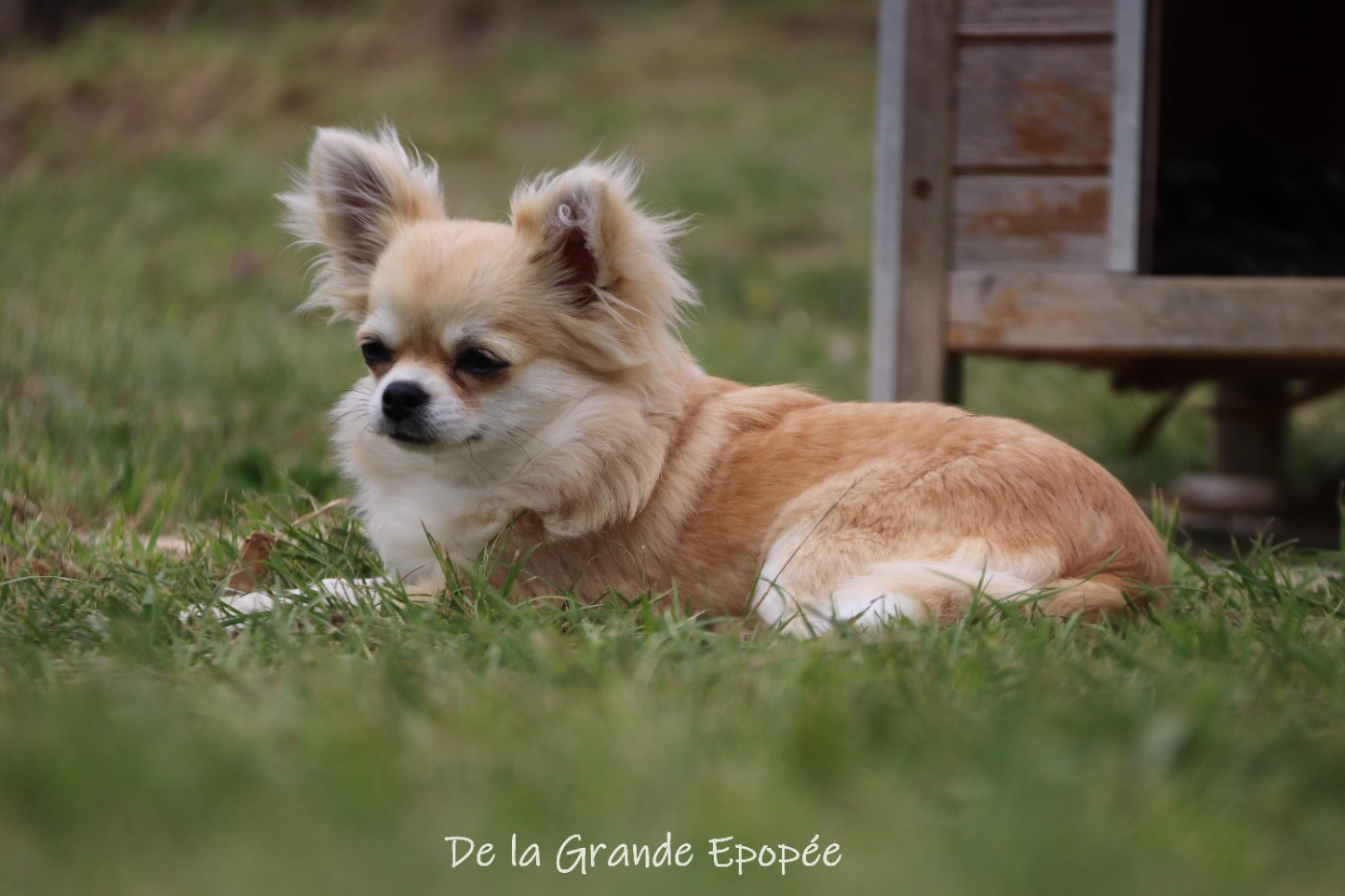 Publication : De La Grande Epopée  Auteur : Eugenie Ville