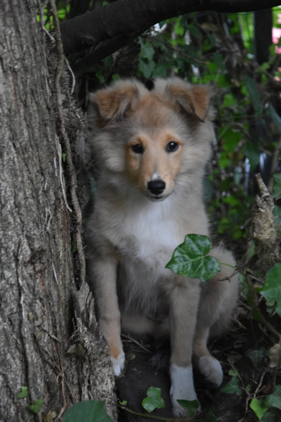 Publication : Au Sheltie Du Chistr'per  