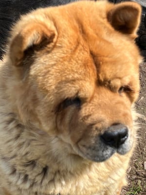 Étalon Chow Chow - si Huang ti gemini