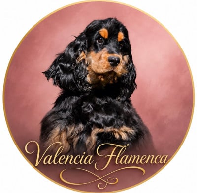 Étalon Cocker Spaniel Anglais - VALENCIA FLAMENCA  Des Hurlevents De Nuas