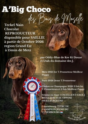 Étalon Teckel poil ras - Des Bois De Moselle A'BIG CHOCO 
