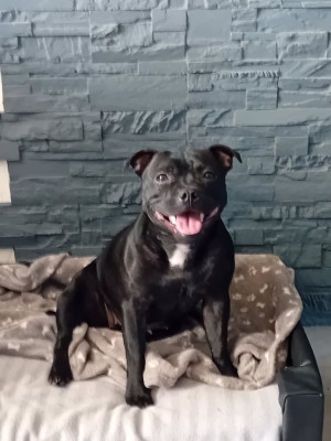 Étalon Staffordshire Bull Terrier - Solfarino velvet orchid