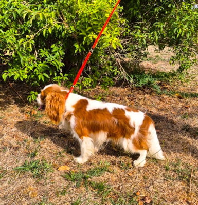Étalon Cavalier King Charles Spaniel - ARMANI Of little by little