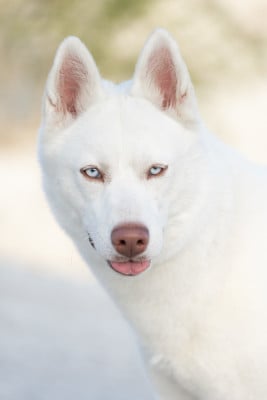 Étalon Siberian Husky - AYVIE Zorsky
