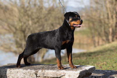 Étalon Rottweiler - Alpina Du Domaine Paradiziak