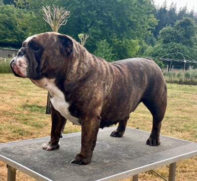Headley Bull's Headley Bull s Vice Versa