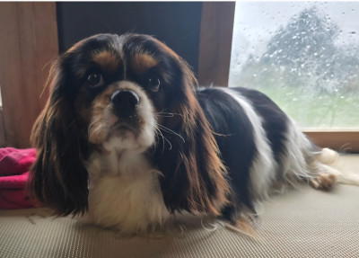 Étalon Cavalier King Charles Spaniel - Vvillow de la maison du ryez
