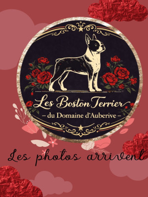 Étalon Boston Terrier - Betty Boop-Oop-a-Doop 