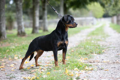 Étalon Rottweiler - Indy vom hause neska