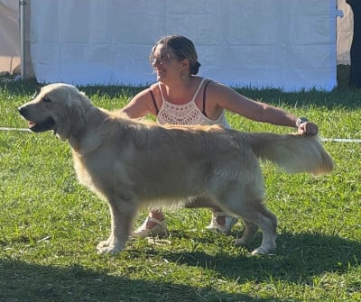 Étalon Golden Retriever - Un élève 2 poudlard Du domaine du Joli Bois
