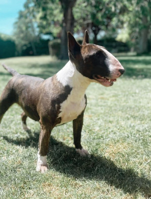 Étalon Bull Terrier - Bubble Square Vanilla