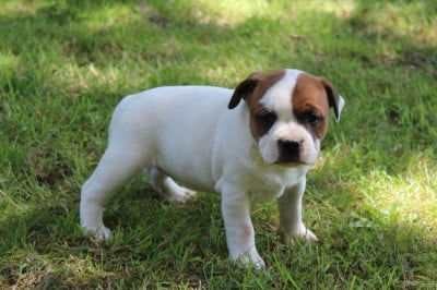 Étalon Staffordshire Bull Terrier - Staffanatic's Briar Rose