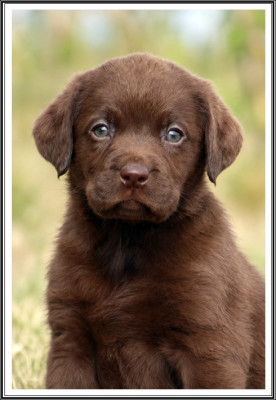 Étalon Labrador Retriever - BLOODY MARY du bois des amazones