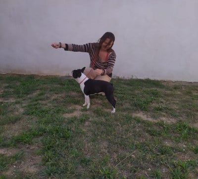 Étalon Boston Terrier - Taïko  De L'esprit Du Chien