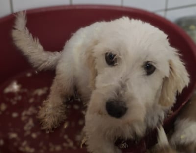 Étalon Coton de Tulear - Salsa du hameau de roxane