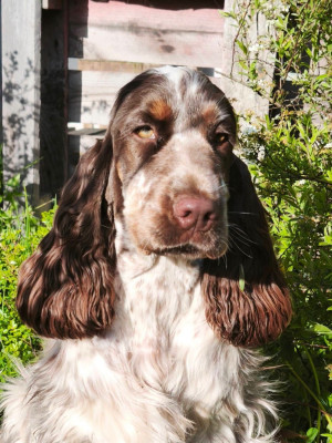Étalon Cocker Spaniel Anglais - Ambra Preziosa of Shaggy Love