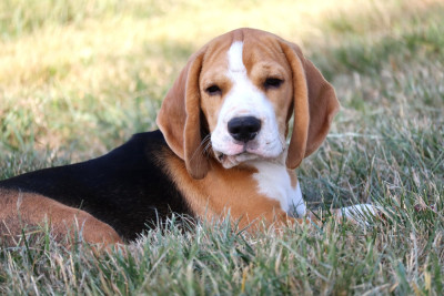 Étalon Beagle - Bob Du Domaine Des Beagles