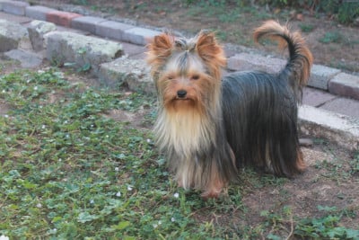 Étalon Yorkshire Terrier - Alibi De la vierge doree