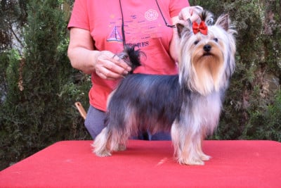 Étalon Yorkshire Terrier - Horfeo's Zeta Top