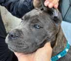 Étalon Cane Corso - Bianka Sierra Velanaty