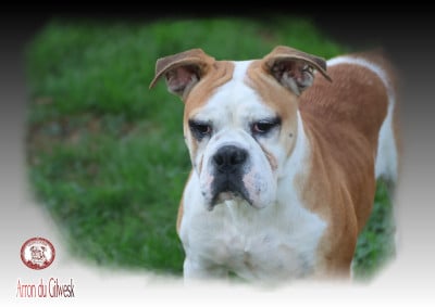 Étalon Bulldog continental - ARRON du Gilwesk