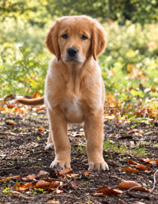 Étalon Golden Retriever - Bonaventura dit Lucky 