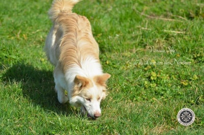 Étalon Border Collie - Vanilla Sky de la Lumière de Nerthus 
