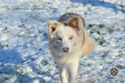 Étalon Border Collie - Via Umbria de la Lumière de Nerthus 