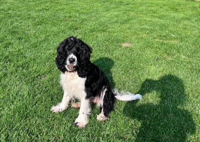 Étalon Cocker Spaniel Anglais - Vella de la folie douce