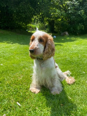 Étalon Cocker Spaniel Anglais - Sybel of Mayajoe's Dreams