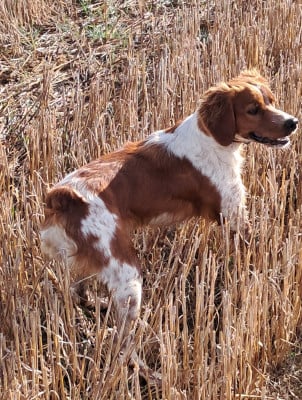 Étalon Epagneul Breton - APY Des Sous Bois De L'Alisier